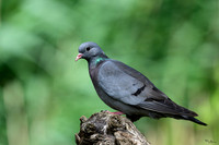 eays_vogelhut_TH_1127