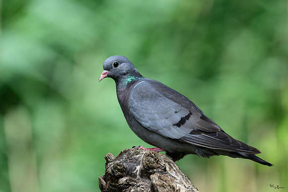eays_vogelhut_TH_1127