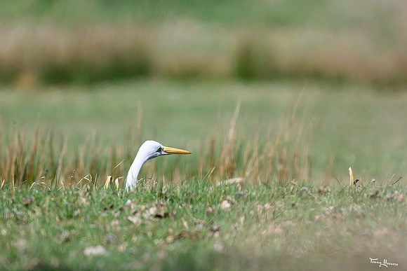 rays_vogelhut_TH_0455