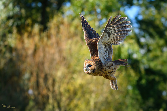 valk_roofvogels_TH_1736