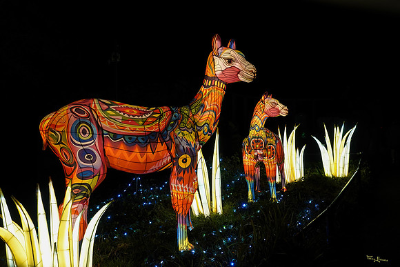 ouwehand_light_zoo_TH_0095