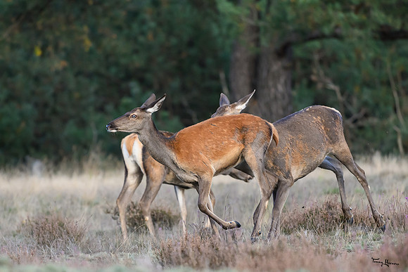 hogeveluwe_TH_1657