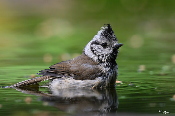 vogelhut_zuurberg_TH_0882