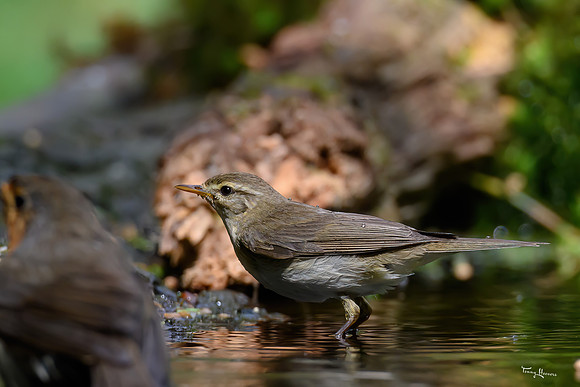 vogelhut_zuurberg_TH_0859