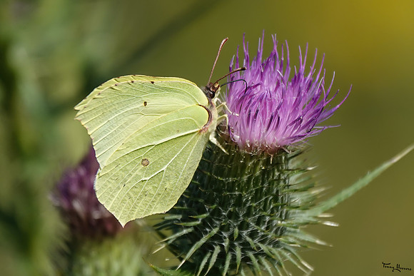 bloemetjes_TH_1408