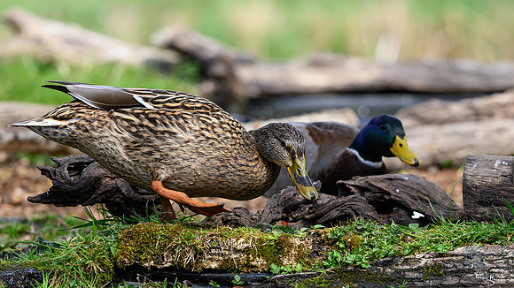 rays_vogelhut_TH_0447