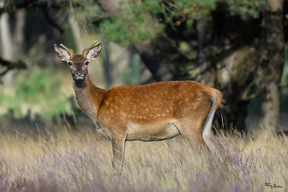 hogeveluwe_TH_1572