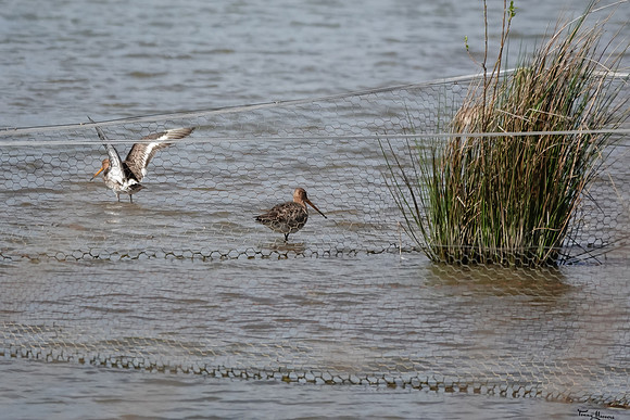 lingezegen_TH_0613