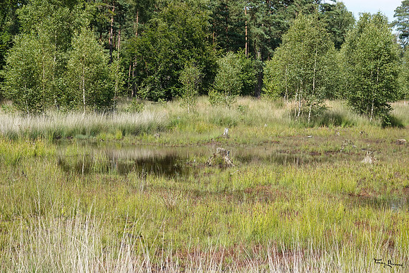 hogeveluwe_TH_1357