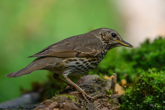 vogelhut_zuurberg_TH_0895
