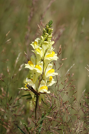 hogeveluwe_TH_1356