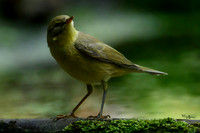 vogelhut_zuurberg_TH_1134