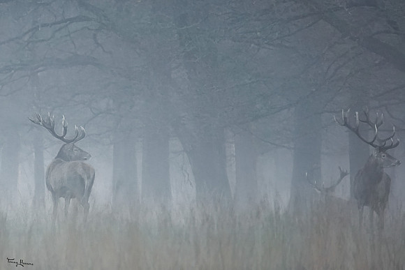 hogeveluwe_TH_0135