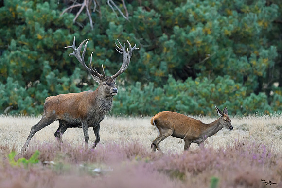 hogeveluwe_TH_1598