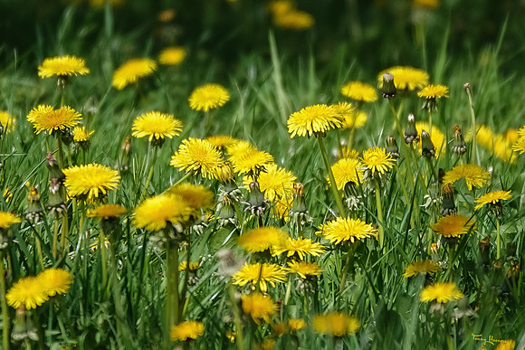 lingezegen_TH_0596