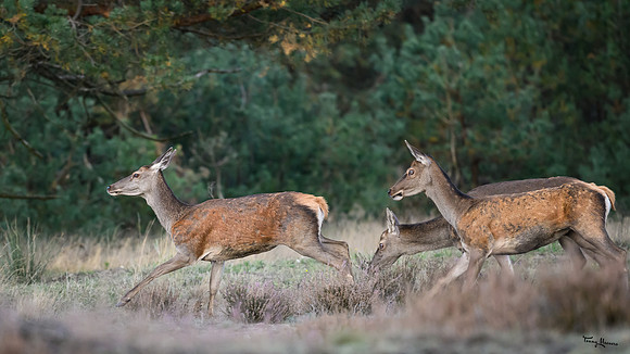 hogeveluwe_TH_1660
