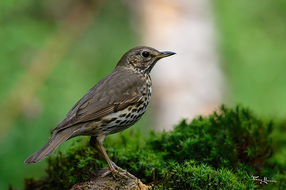 vogelhut_zuurberg_TH_0896