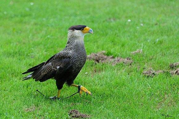 valkenhof_TH_1378
