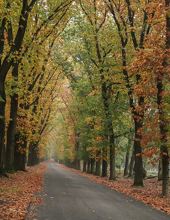 hogeveluwe_TH_1853