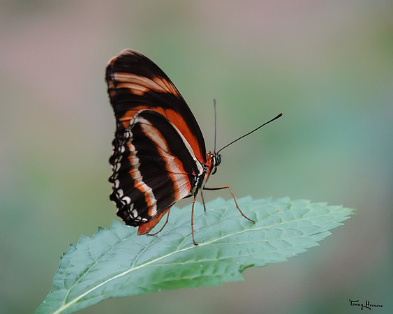 burgerszoo_TH_0483
