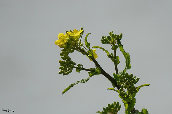lingezegen_TH_0517