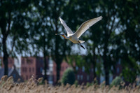 lingezegen_TH_0738