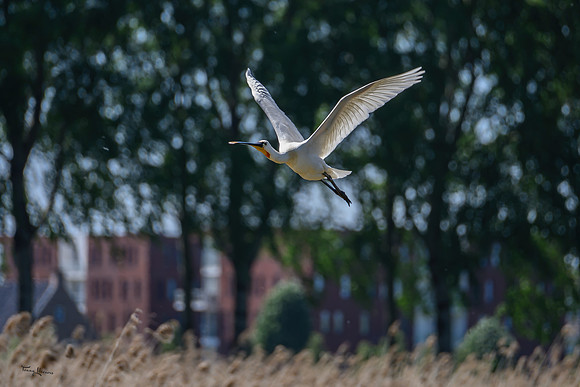 lingezegen_TH_0738