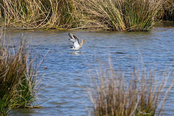 lingezegen_TH_0480
