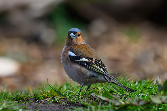 rays_vogelhut_TH_0437