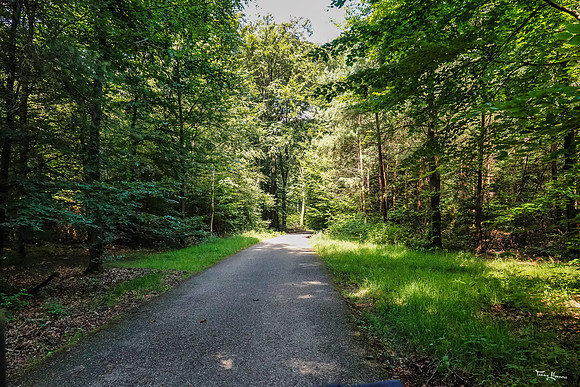 hogeveluwe_TH_1341
