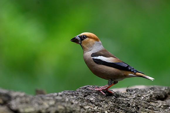 boshut_espelo_TH_1063