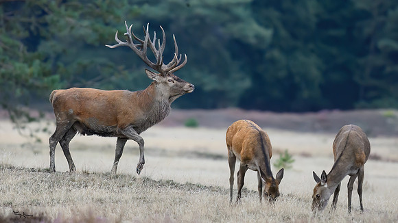 hogeveluwe_TH_1602