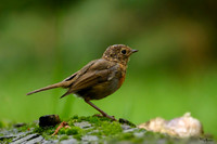 vogelhut_zuurberg_TH_1139