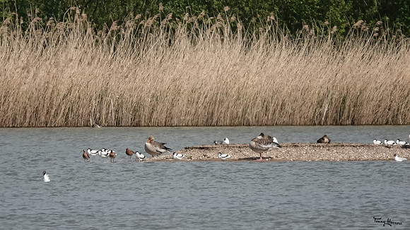 lingezegen_TH_0601