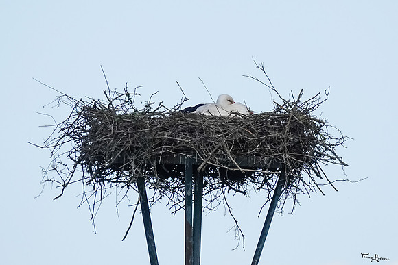 lingezegen_TH_0630