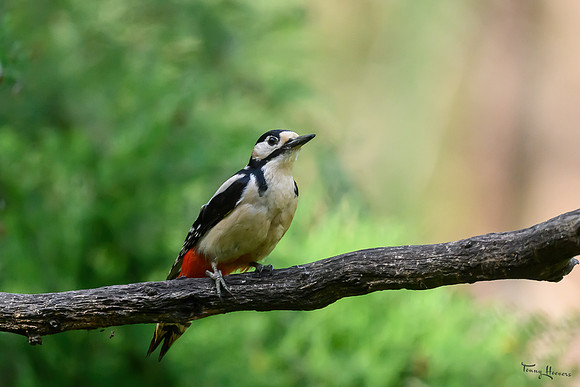 vogelhut_zuurberg_TH_0880
