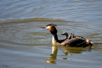 lingezegen_TH_0732
