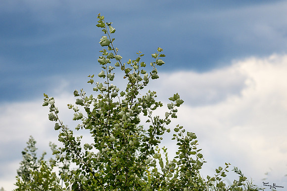 lingezegen_TH_1286