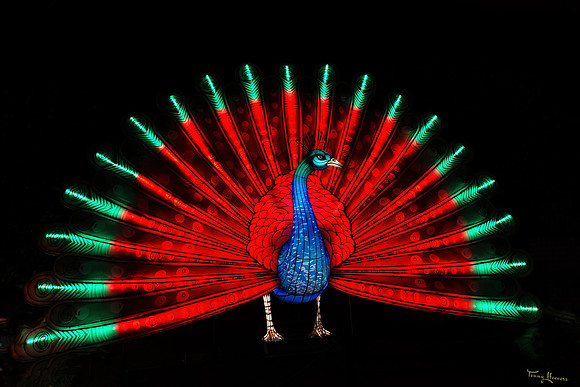 ouwehand_light_zoo_TH_0073