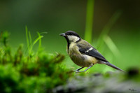 vogelhut_zuurberg_TH_1151