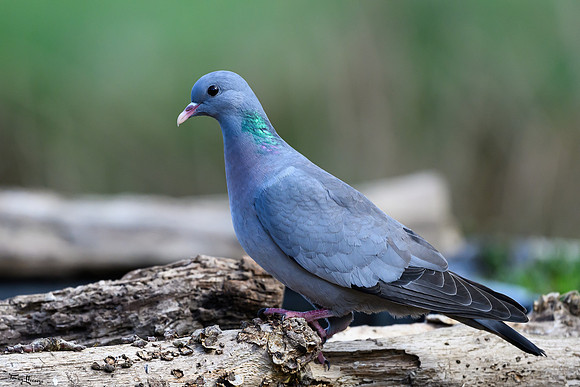 rays_vogelhut_TH_0444