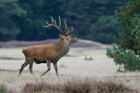 hogeveluwe_TH_1604