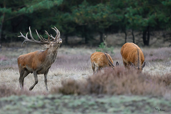 hogeveluwe_TH_1610