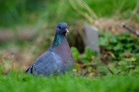 eays_vogelhut_TH_1120