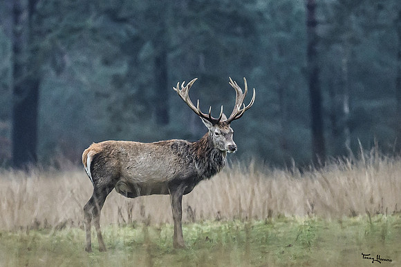 hogeveluwe_TH_0124