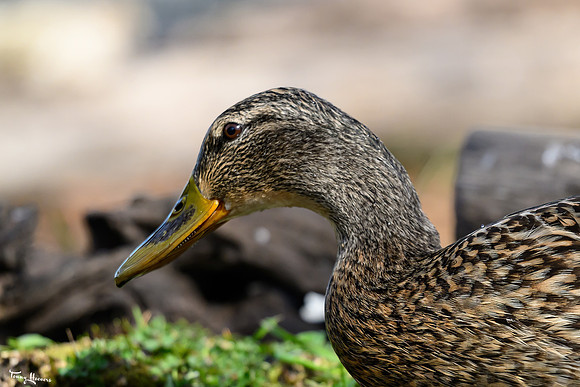 rays_vogelhut_TH_0448