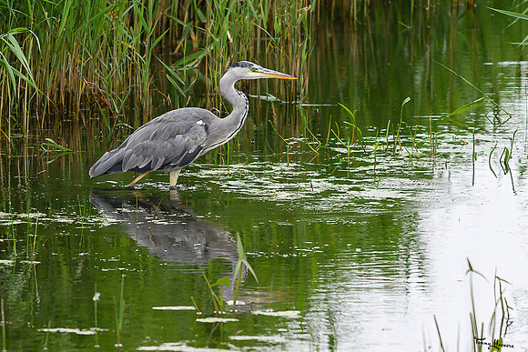 zevenhuizerplas_TH_1306