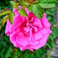nikonz16-50_TH_0728