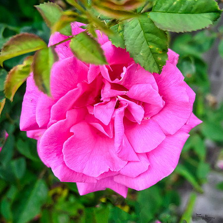 nikonz16-50_TH_0728