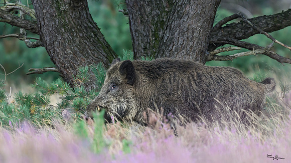 hogeveluwe_TH_1567